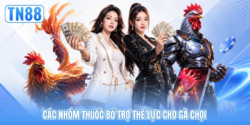 Các nhóm thuốc bổ trợ thể lực cho gà chọi Các nhóm thuốc bổ trợ thể lực cho gà chọi