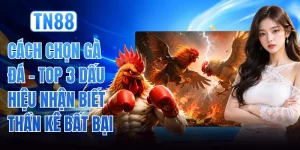 Cách Chọn Gà Đá - Top 3 Dấu Hiệu Nhận Biết Thần Kê Bất Bại